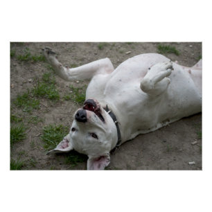Póster Jugando Dogo Argentino