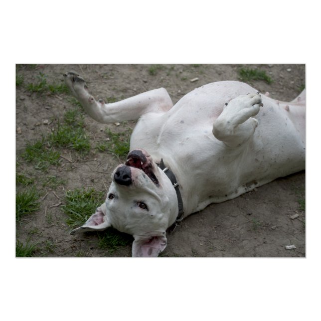 Póster Jugando Dogo Argentino (Anverso)
