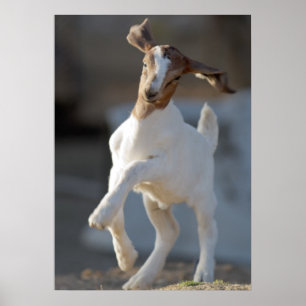 Póster Jugando Kid Goat