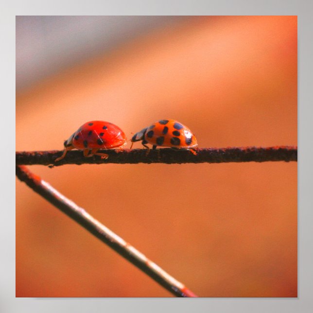 Póster Jugar a Ladybugs Seguir El Cierre Del Líder (Frente)
