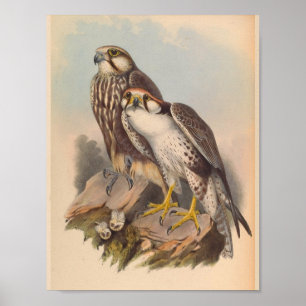 Póster Jugger Falcon Bird Vintage Art Print