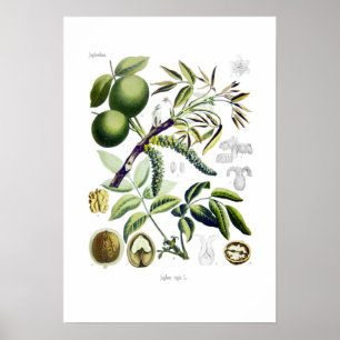 Póster Juglans regia (nuez)