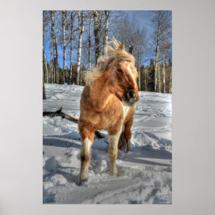 Póster Jugoso caballo de Palomino Pinto y Nieve