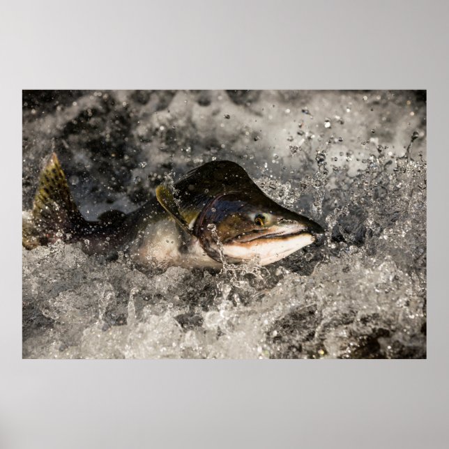 Póster Jumping Salmon (Frente)