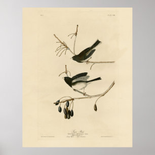 Póster Junco de ojos oscuros - de los pájaros de América 