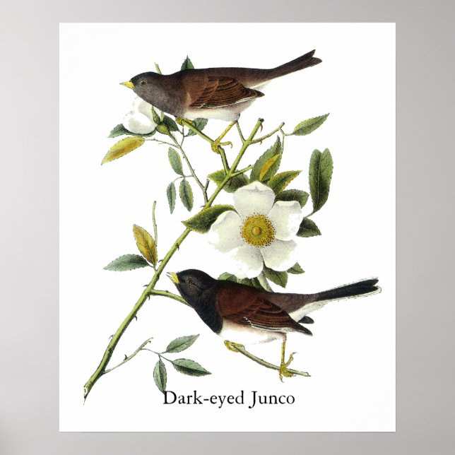 Póster Junco de ojos oscuros - John James Audubon (Frente)