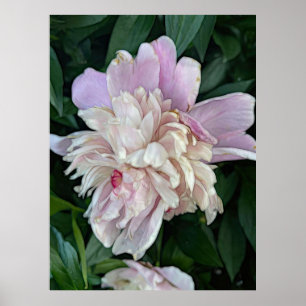 Póster June Peony Poster
