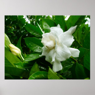 Póster Jungle Gardenia