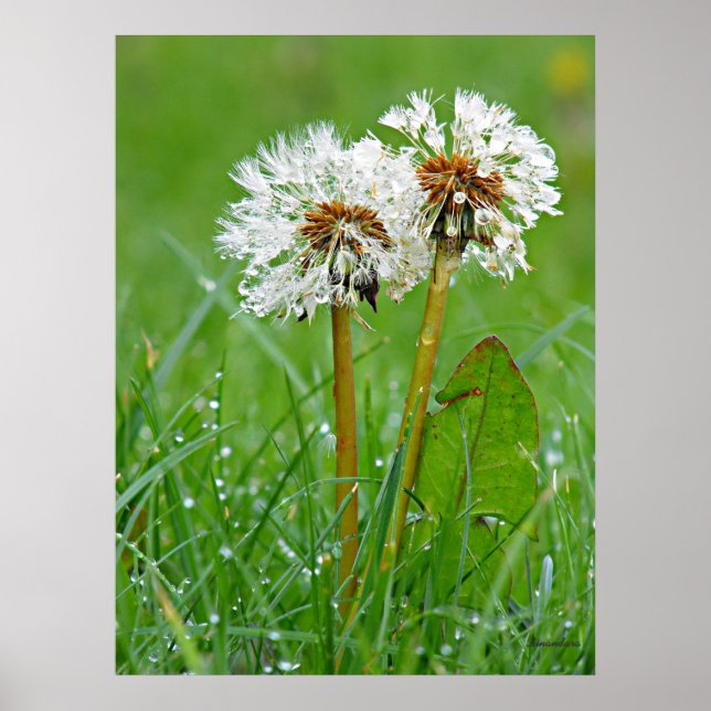 Póster Juntos. Siempre (Frente)