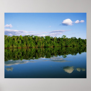Póster Juruena, Brasil. Orilla del río boscosa reflejada