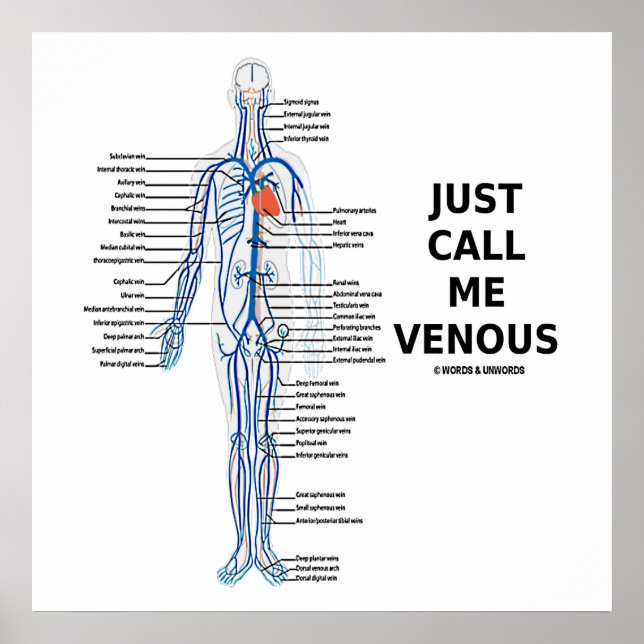Póster Just Call Me Venous Veins Venous System (Frente)