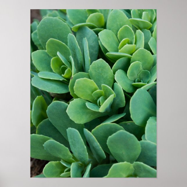 Póster Just Sedum (Frente)