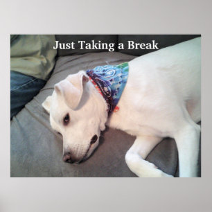 Póster Just Taking A Break Cute Tired White Puppy Dog