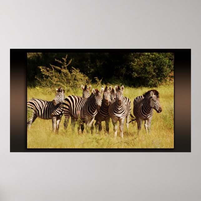 Póster Justo en You - zebras safari fauna (Frente)