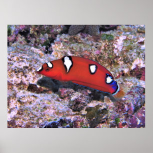 Póster Juvenil Red Coris Wrasse-Raja Ampat