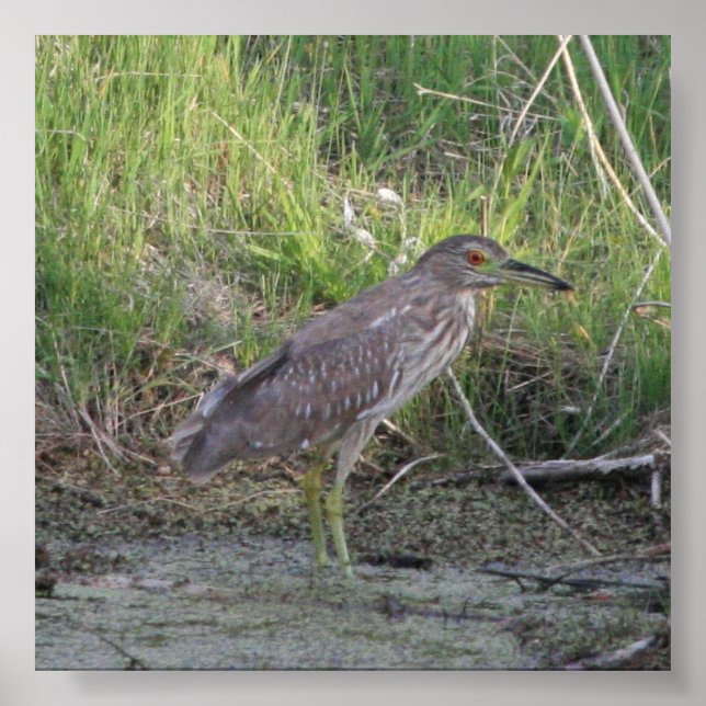 Póster Juvenile Black-Crowerman Night-Heron (Frente)