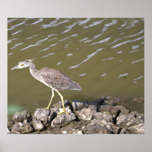 Póster Juvenile Heron