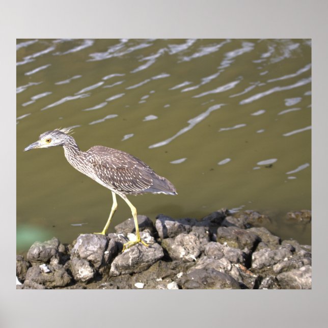 Póster Juvenile Heron (Frente)