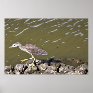 Póster Juvenile Heron Poster
