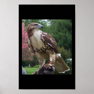 Póster Juvenile Red Tail Hawk