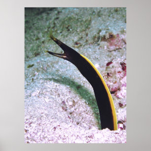 Póster Juvenile Ribbon Eel