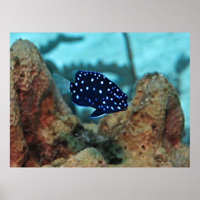 Póster Juvenile Yellowtail Damselfish (Frente)