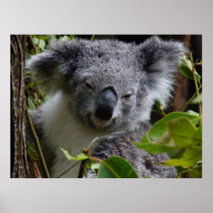 Póster k por koala