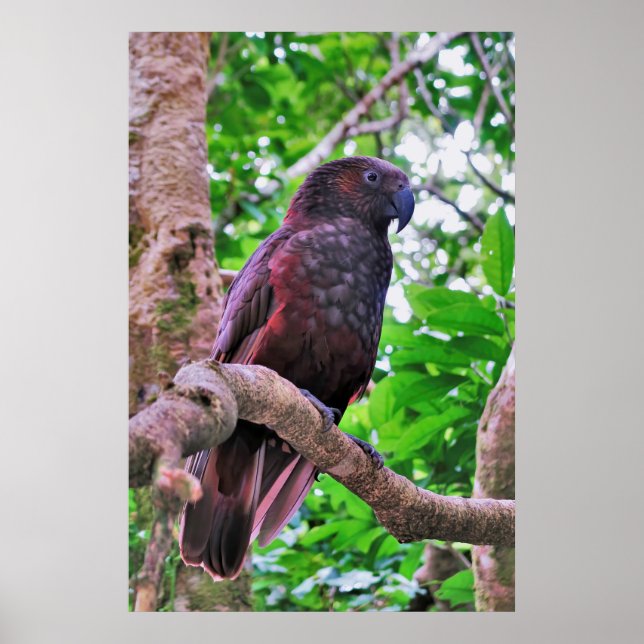 Póster Kaka (Frente)