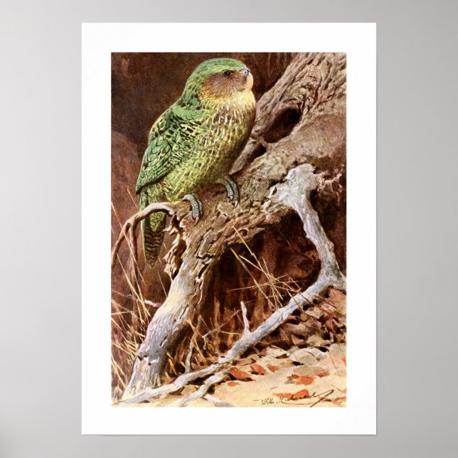 Póster Kakapo (Frente)
