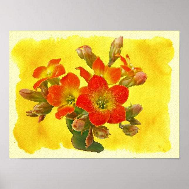 Póster Kalanchoe Rojo - Suculento Resplandor (Frente)