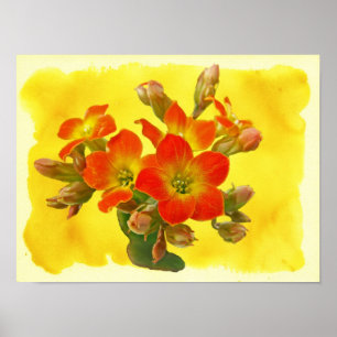 Póster Kalanchoe Rojo - Suculento Sunshine