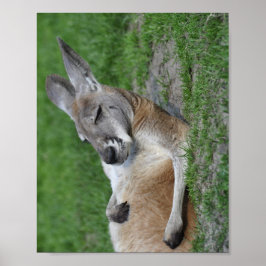 Póster Kangaroo