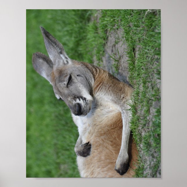 Póster Kangaroo (Frente)