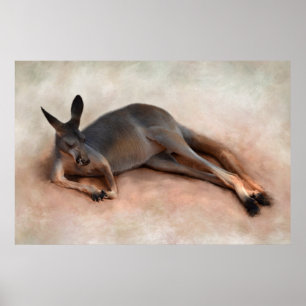 Póster Kangaroo