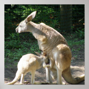 Póster Kangaroo Joey Poster