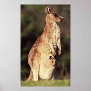 Póster Kangaroo & Joey Poster