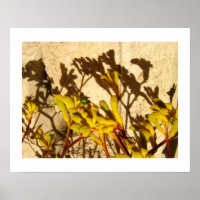 Kangaroo Paw