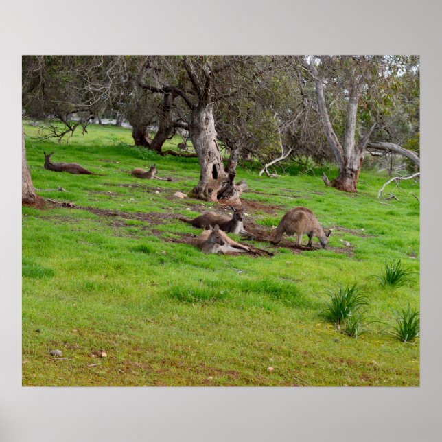Póster Kangaroo Siesta, Poster (Frente)