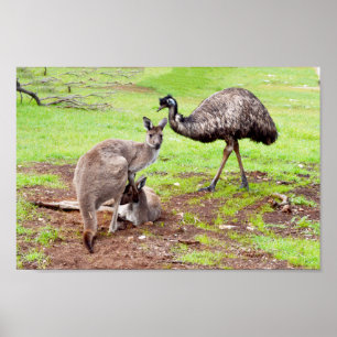 Póster Kangaroos Australianos Y Emu, Poster De Muro