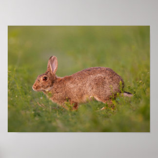 Póster Kaninchen auf Wiese Poster