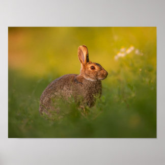 Póster Kaninchen im Abendlicht Poster