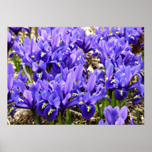 Póster Katherine Hodgkin Iris Purple Spring Floral