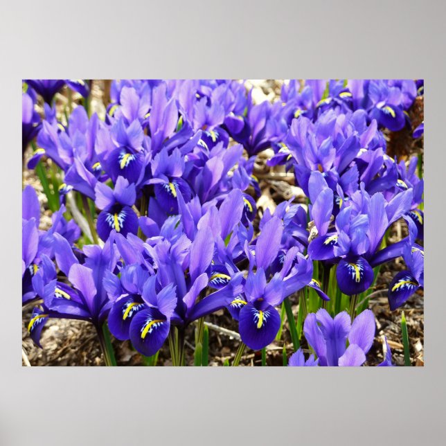 Póster Katherine Hodgkin Iris Purple Spring Floral (Frente)