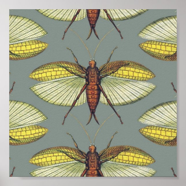 Póster Katydid (Frente)