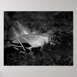 Póster Katydid Grasshopper In Black And White Insect