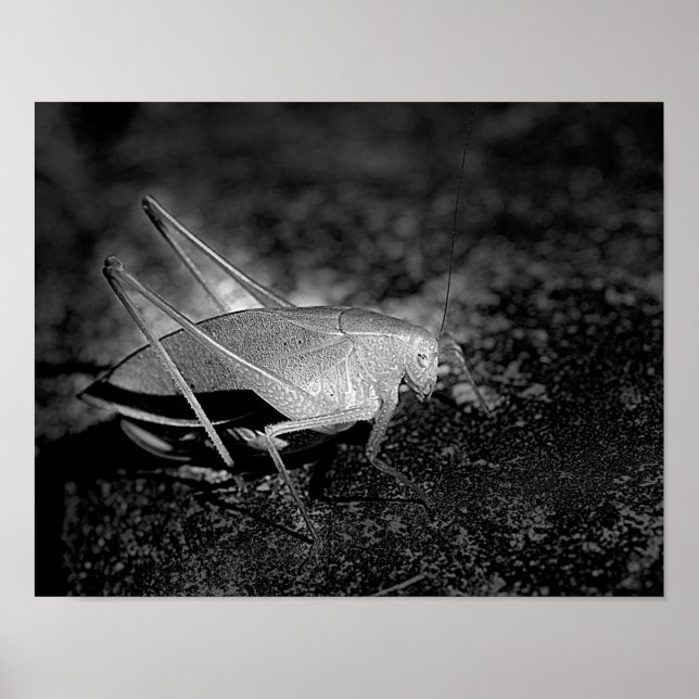Póster Katydid Grasshopper In Black And White Insect (Frente)