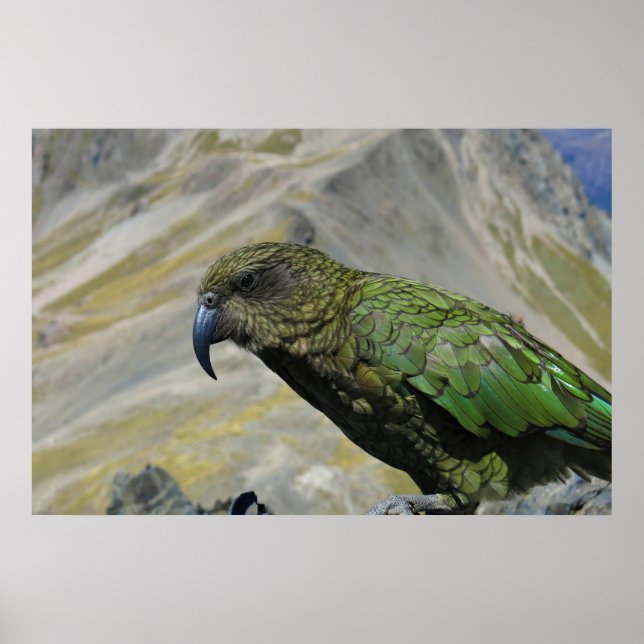 Póster Kea (Frente)