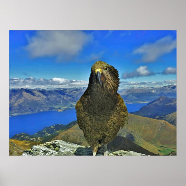 Póster Kea de Ben Lomond (Frente)