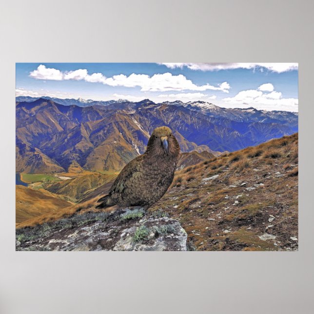 Póster Kea Kountry (Frente)