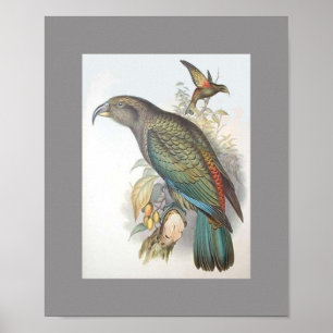 Póster Kea (pequeño solamente)